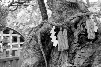 住吉大社、Sumiyoshi-Taisha, Osaka Shinto Shrine Shide Old Tree Sacred 四手　A. Henry Rose UTSOA University of Texas Austin School of Architecture Japan Japanese 35mm Film Photography 日本