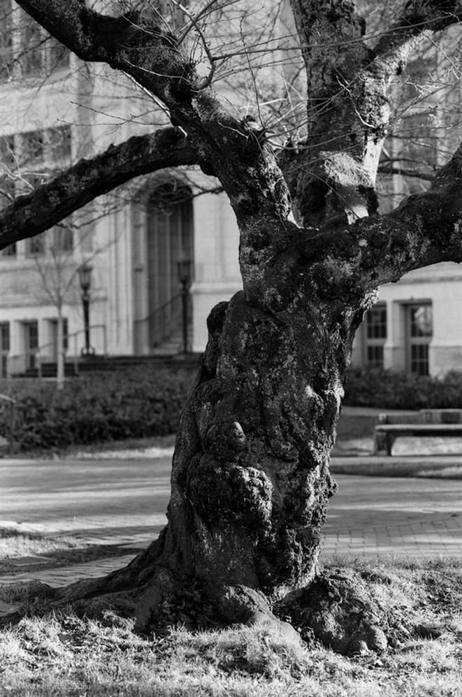 University of Washington Cherry Tree, shot on 35mm Ilford Delta 100 Film, Aaron Henry Rose, Seattle Washington (WA) December 2016