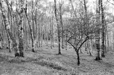 長野県 Rte 464 near Matsumoto, Nagano Prefecture Japanese Mountain Forest Trees Birch A. Henry Rose UTSOA University of Texas Austin School of Architecture Japan Japanese 35mm Film Photography 日本