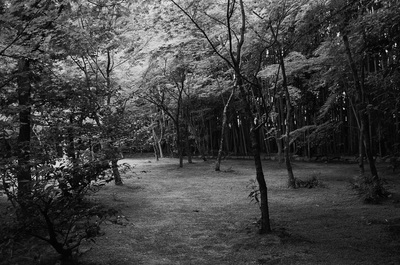 高桐院 Koto-in, Kyoto Japanese Temple Garden Moss Bamboo A. Henry Rose UTSOA University of Texas Austin School of Architecture Japan Japanese 35mm Film Photography 日本