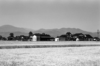  富山県 Toyama Prefecture  Japanese Wheat Field Traditional House A. Henry Rose UTSOA University of Texas Austin School of Architecture Japan Japanese 35mm Film Photography 日本