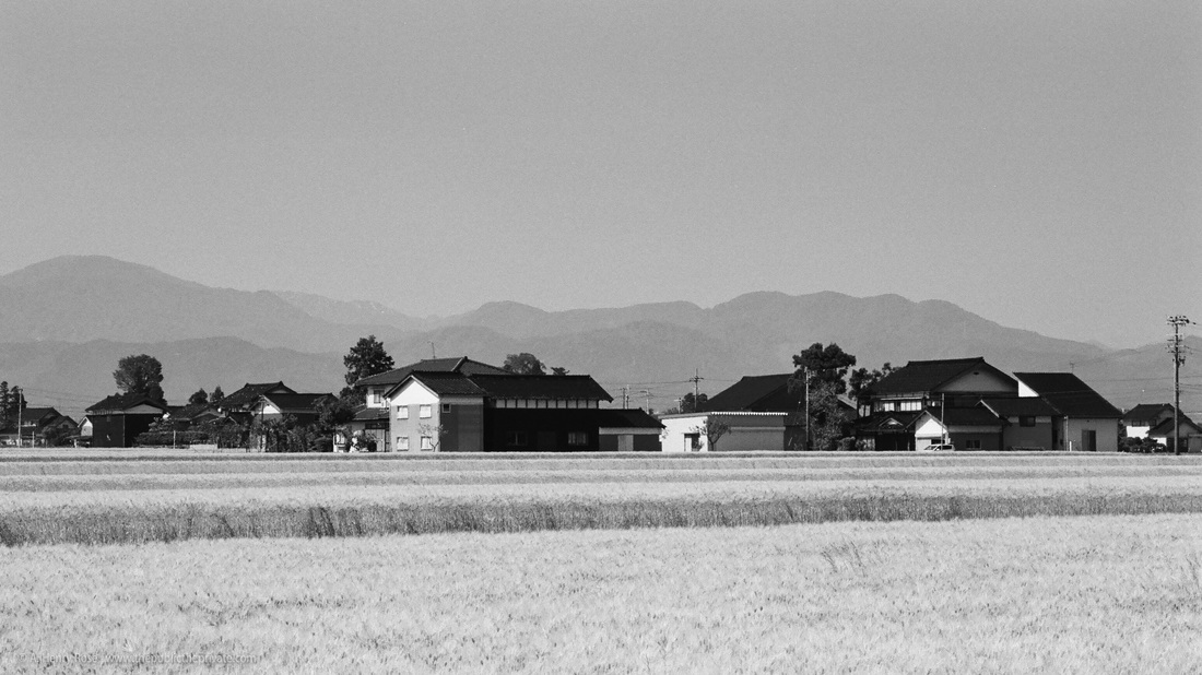 Wheat fields next to the rice paddies, Toyama prefecture Japan. 85mm 2.0 Ai-S, Nikon FE2, Ilford HP5. © A. Henry Rose, 2016